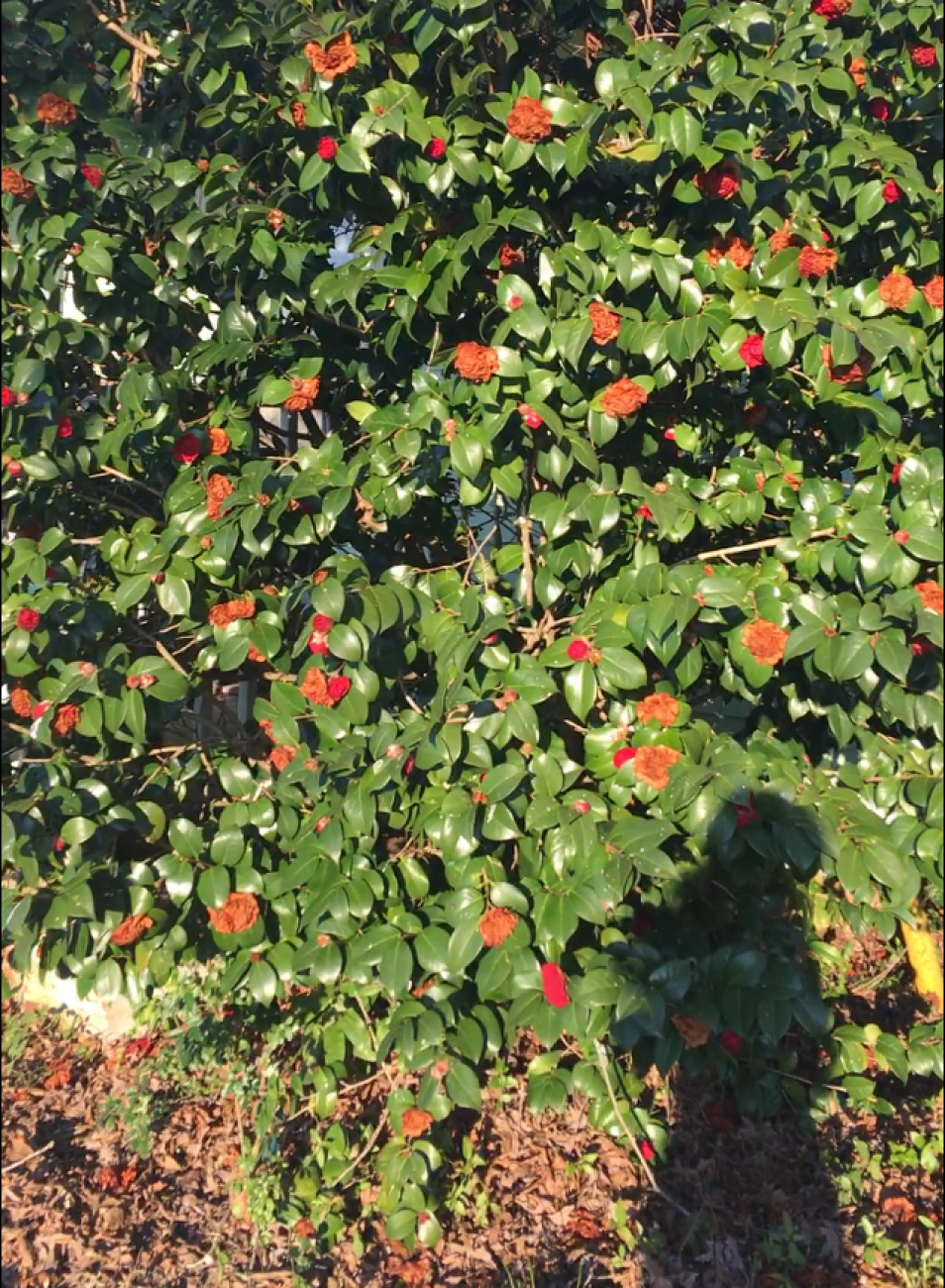 I Dreamt of&nbsp;You